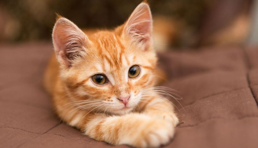 ¿Los gatos con pelaje naranja son más&nbsp;amistosos?